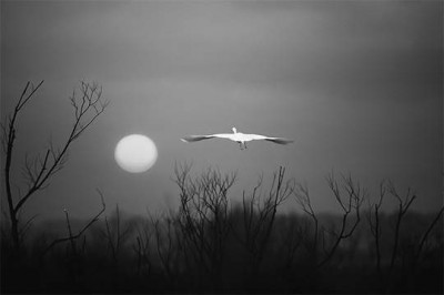 alb-negru