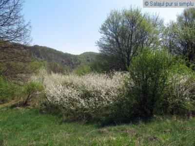 valisoara-salaj (5)