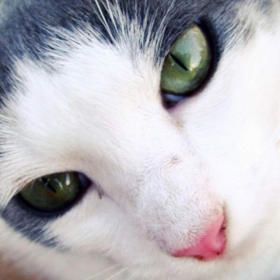cat-eyes-love