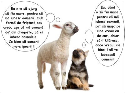 miel-caine-1