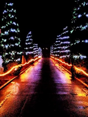 gradina-botanica-jibou-1