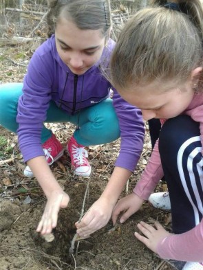 plantare-pomi-1