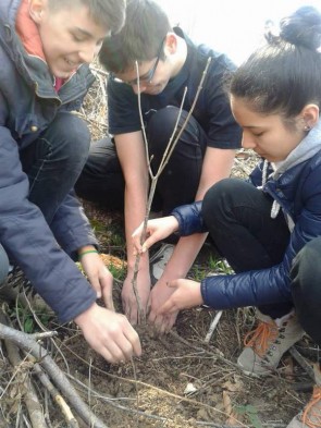 plantare-pomi