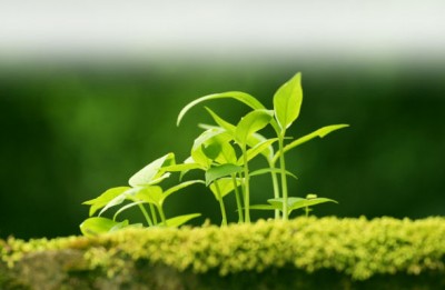 eco-viitor