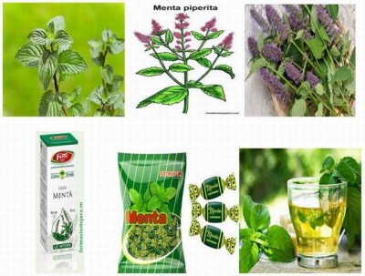 menta