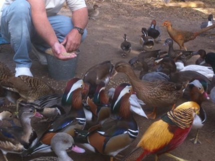 expozitie_pasari_zalau