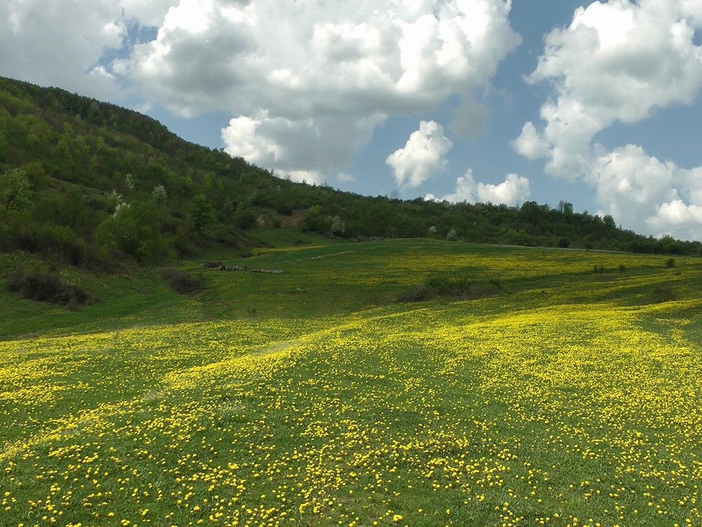 Între Buciumi și Stârciu, una dintre cele mai frumoase zone peisagistice din Sălaj. Pădurea Verde