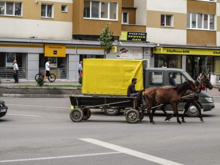 Pulsul orașului: Doi cai, doi copii, un cățel mic și gri